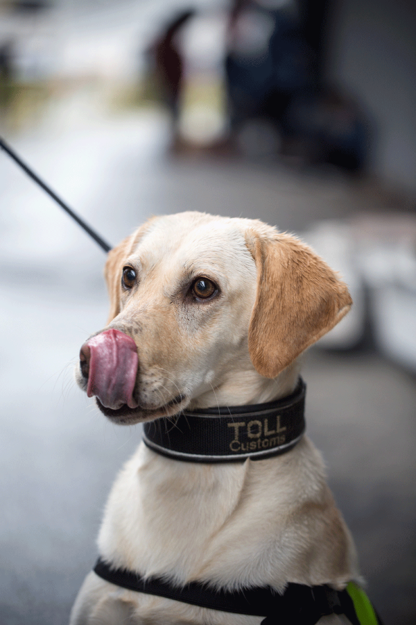 Narkotikahunden Tilly held til dagleg til i Bergen. Foto: Eivind Senneset