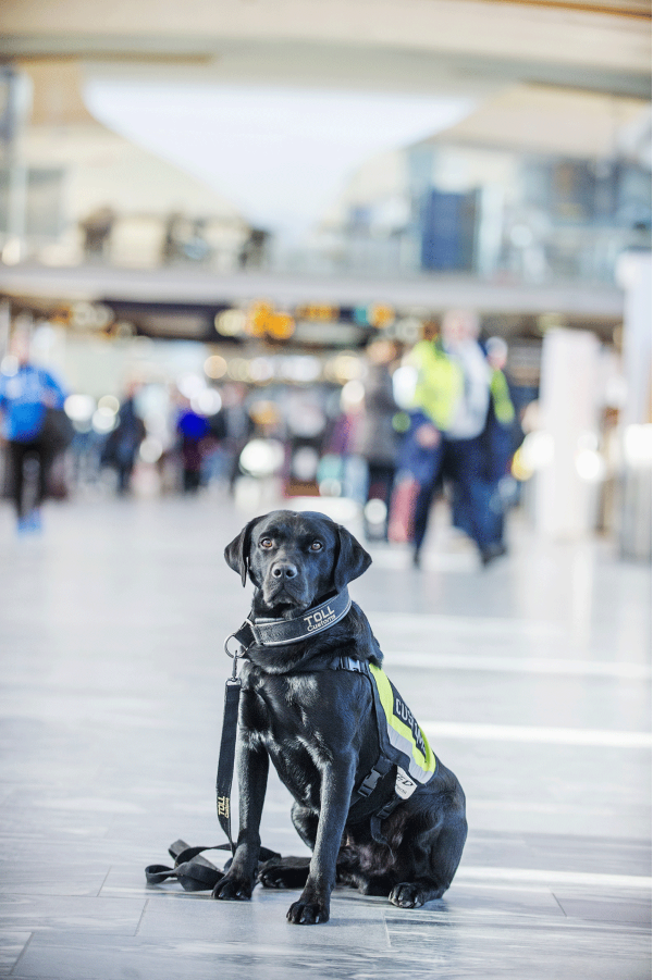 Valutahunden Ted i avgangshallen på Oslo lufthavn. Foto: Thomas Haugersveen