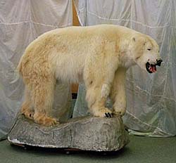 utstoppet isbjørn - illustrasjonsbilde